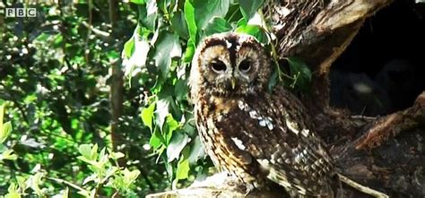 Image result for Baby Owl Springwatch