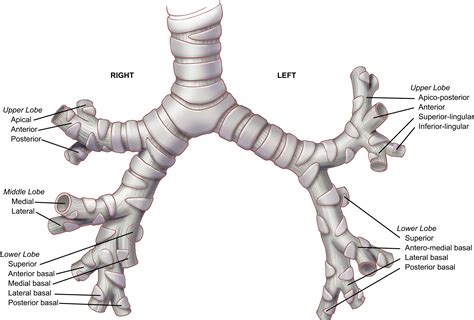 Carina Anatomy Diagram The Tracheobronchial Tree Trachea Bronchi