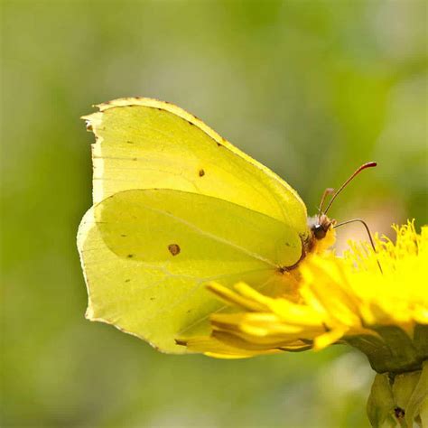 Yellow Butterfly Symbolism and Spiritual Meaning - SimplyBeyondHerbs