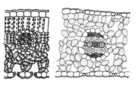 What is the correct difference between the following diagrams