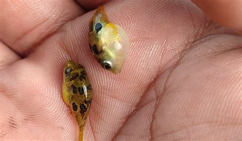 തവളകുഞ്ഞാണ് എന്ന് തെറ്റിദ്ധരിച്ചു കളയുന്ന ഈ മത്സ്യം അത്ര നിസാരകാരനല്ല ...