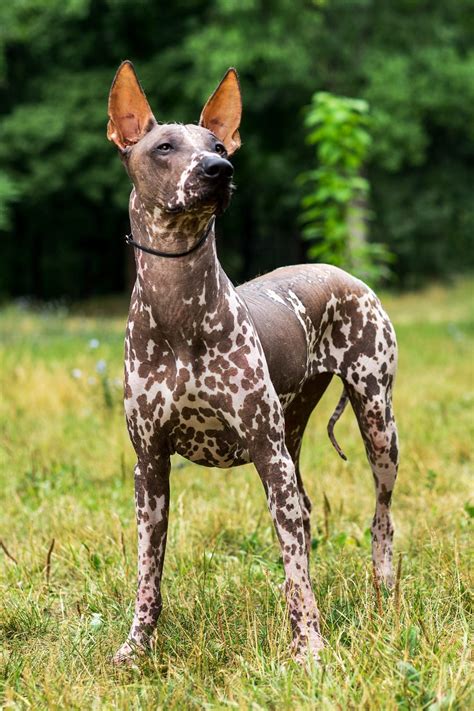 Xoloitzcuintli Dog Breed Information Hairless Dog Dog