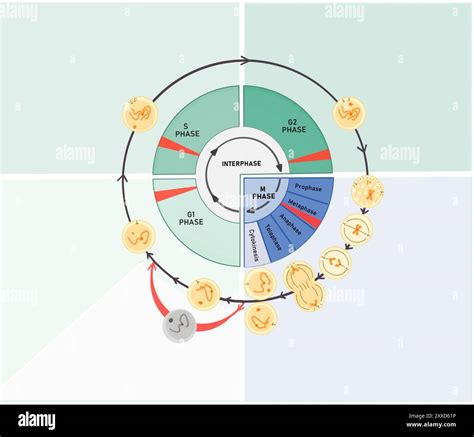 Cell cycle checkpoints, illustration. The cell cycle is composed of interphase (G1, S, and G2 ...
