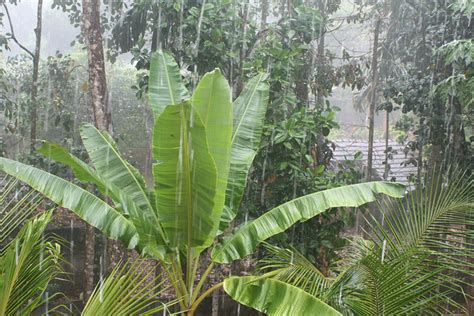 Kerala Weather - Weather in Kerala | Kerala Weather Forecast and Guide