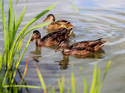 What Is A Pond Duck Called at Merrill Lavallee blog