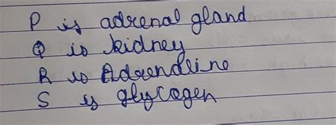1 There are two similar glands P which are located on the top of two ...