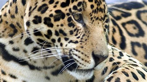 Are Dogs Allowed At The Jacksonville Zoo