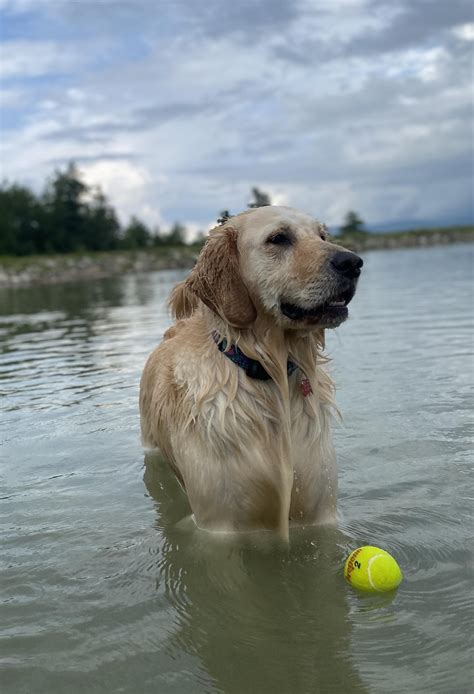 Love the smell of wet dog in the morning… : r/goldenretrievers