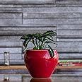 Ugaoo Apple Ceramic Pot - Big (Red) : Amazon.in: Garden & Outdoors