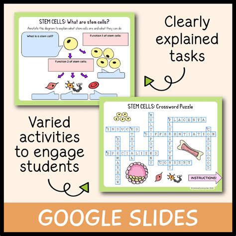 Stem Cells Free Science Lessons 的图像结果