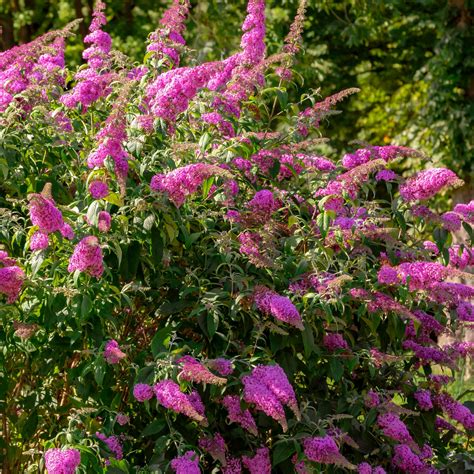 Dwarf Dapper® Butterfly Bush Collection | Plant Addicts