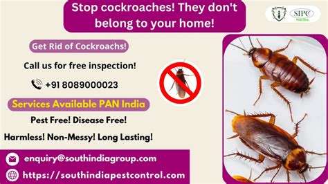 Cockroach Infestation Solutions 的图像结果