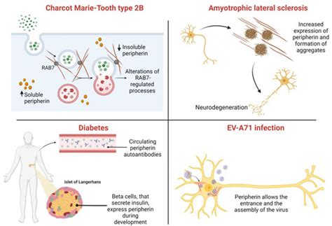 IJMS | Special Issue : Structure and Function of Intermediate Filaments ...