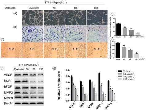 TTF1, in the Form of Nanoparticles, Inhibits Angiogenesis, Cell ...