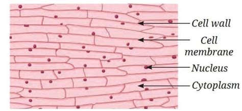 Rapid Revision Beyond Our Naked Eye - Science Curiosity Class 8 - New NCERT