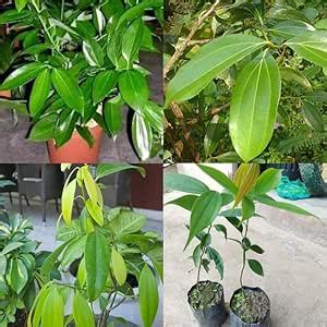 Tejpata live plant, Live Bay leaves plant Tez patta Cinnamomum ...