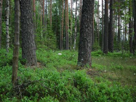 Описание соснового леса: Сосновый лес: распространение, типы, растения ...