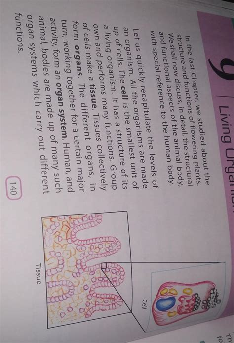 draw labelled diagram of cell which is separated as mg to mg+2 - Brainly.in
