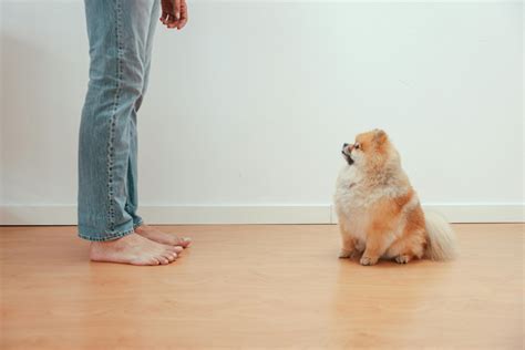Best Flooring For Pets: Scratch-Proof & Stain-Resistant