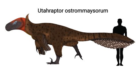 Utahraptor Ostrommaysorum Utahraptor Pictures & Facts The Dinosaur