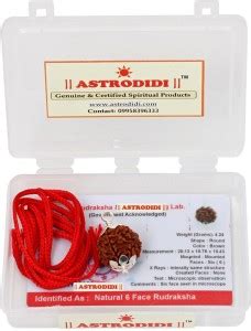 Astrodidi 6 Mukhi Rudraksha Nepali | Original Six Face Rudraksha With ...
