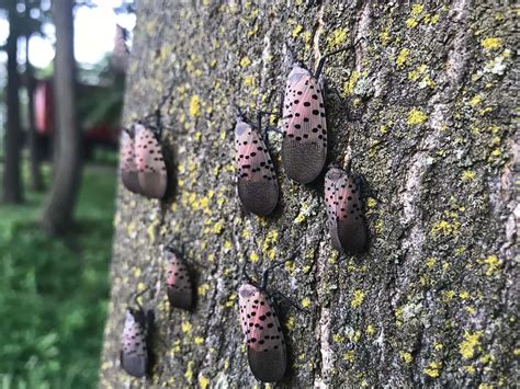 Spotted lanternfly is a manageable pest, says U.S. grape grower