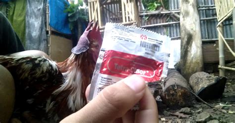 manfaat obat ayam tetra chlor