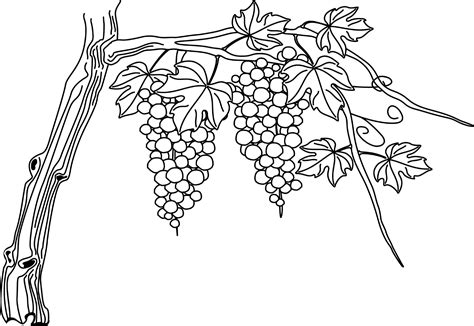 Grapevine Drawing at Becky Uhl blog