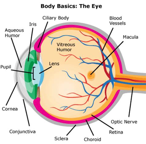 The Eye - Biology for GCSE/IGCSE - Class 10 PDF Download