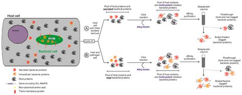Proteogenomics in Aid of Host–Pathogen Interaction Studies: A Bacterial ...