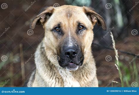 How Big Will A Shar Pei Shepherd Mix Get