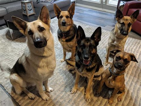 Paws 4 A Cure is an all-volunteer 501(c)(3) nonprofit organization that ...