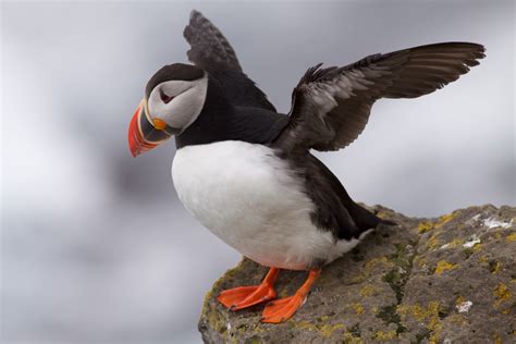 Atlantic Puffin | National Geographic Society