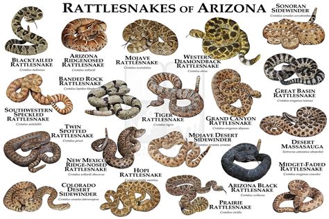 Venomous Snakes of Arizona Art Print / Field Guide - SIGNED BY ARTIST ...