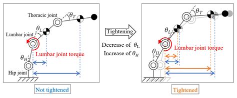 Modeling Joint Stiffness Change by Pelvic Tightening Based on Pelvic ...
