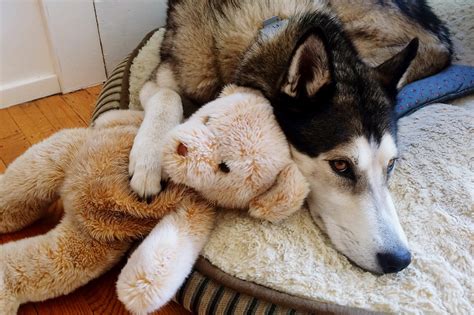 Why Do Female Dogs Hump Stuffed Animals