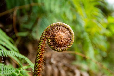 Fibonacci numbers in nature Stock Photo | Adobe Stock
