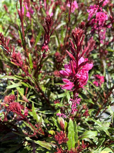 Episode 74: Vibrant Later Blooming Perennials - Valley Nursery Inc.