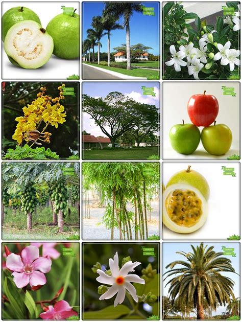 Creative Farmer Plant Seeds Combo Fruit & Fruit : Apple, Papaya ...