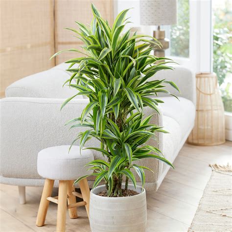 Lemon Lime Dracaena Plants for Sale | FastGrowingTrees.com