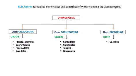 Classification of Gymnosperms (K.R.Sporne).pptx