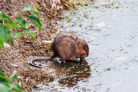 Muskrat - Nevada Department of Wildlife
