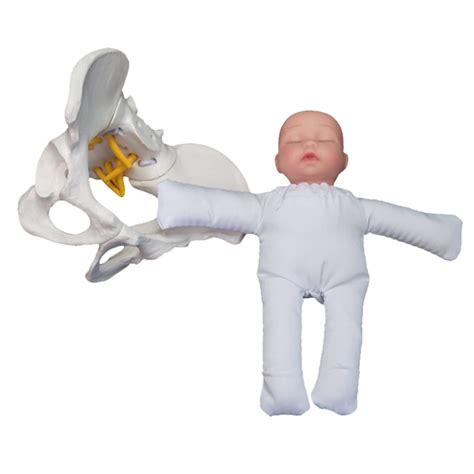 Buy Female Pelvis Childbirth Model, Study Model Birth Demonstration Set ...