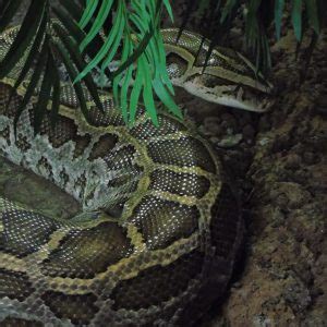 Image result for Burmese Python Edmonton Zoo