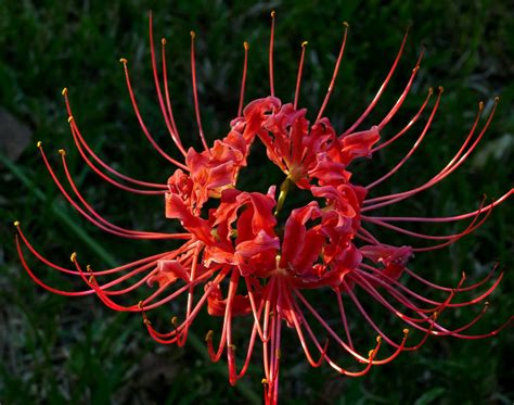 (2) Red Spider Lily, Lycoris Radiata Bulbs, Beautiful Flowers, Fresh ...