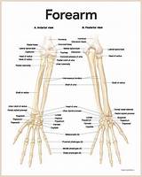 Anatomy Of Lower Arm Bones - Free Printable Worksheet