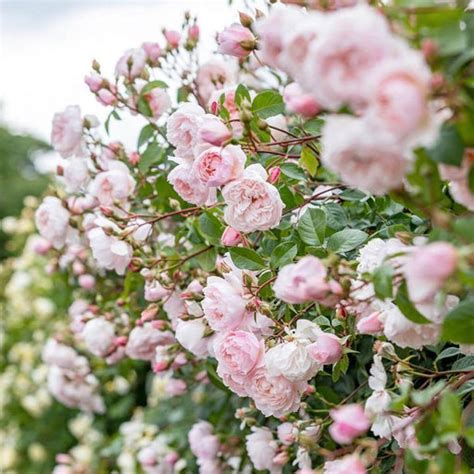 Climbing Roses — Mainaam Garden