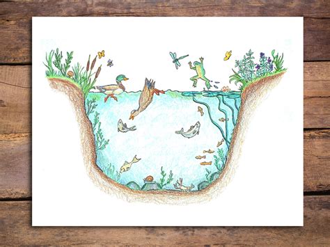 Pond Ecosystem Diagram For Kids