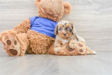 Image result for Cockapoo Dog Baby