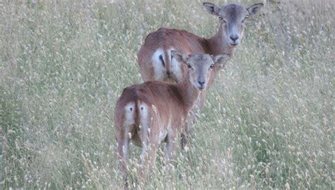 Tour en 4x4 por la Sierra de San Pedro, Cáceres - Central de Reservas